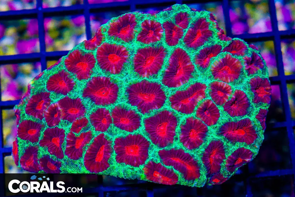 WATERMELON FAVIA – Australia