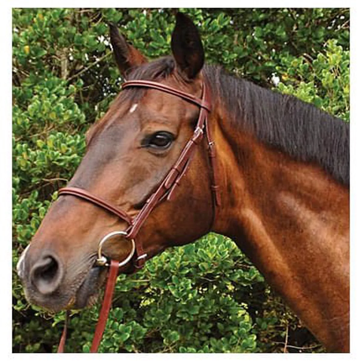Weatherbeeta Kincade Plain Raised Bridle, Full