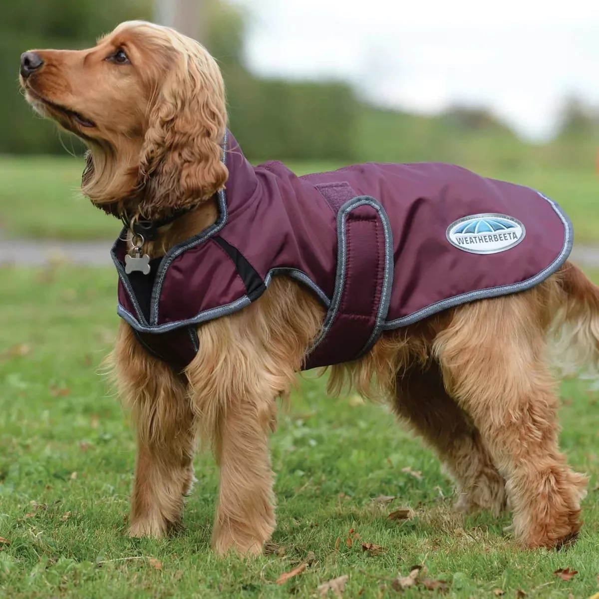 Weatherbeeta Windbreaker Dog Coat - Maroon