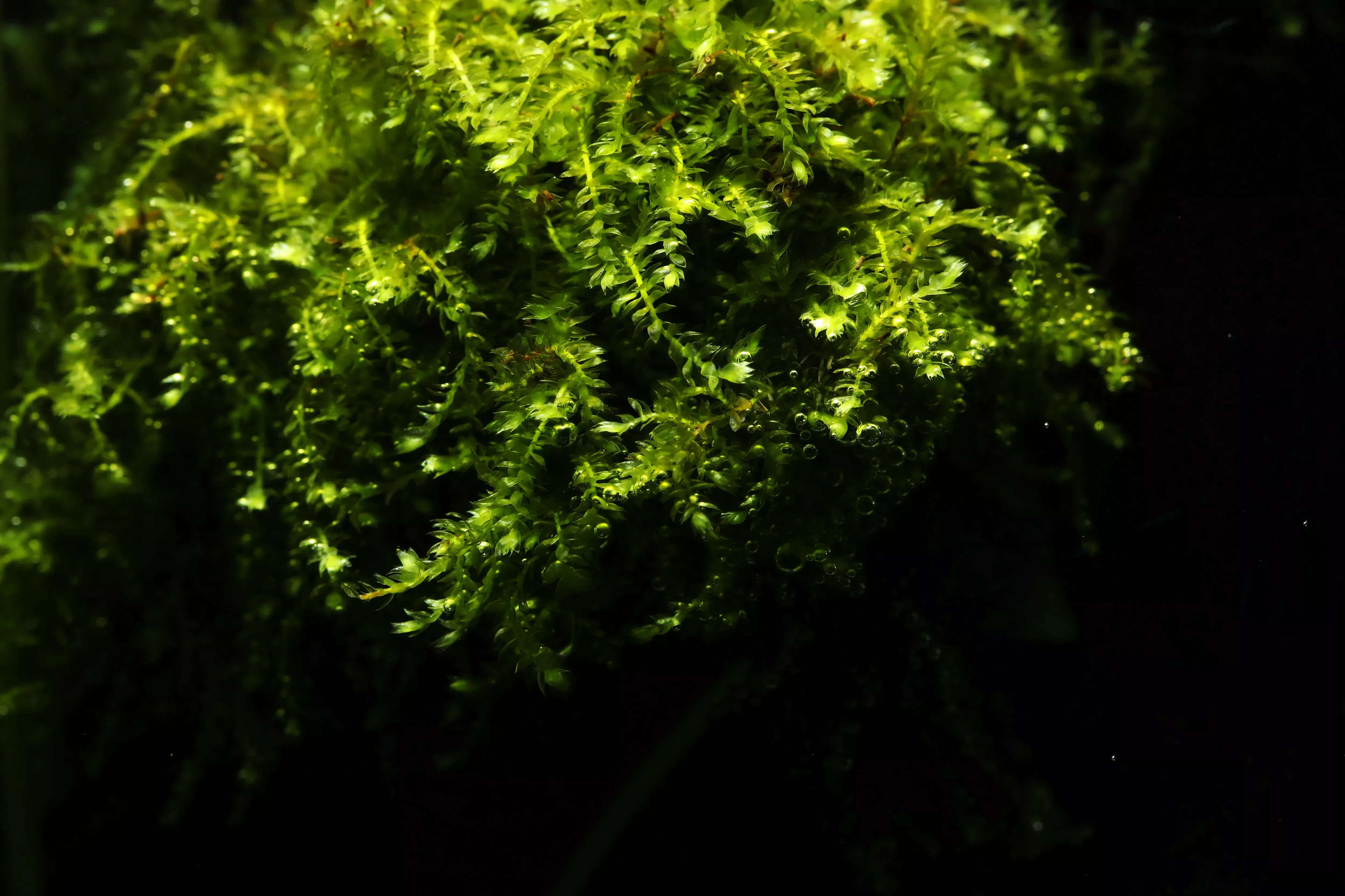 Weeping Moss