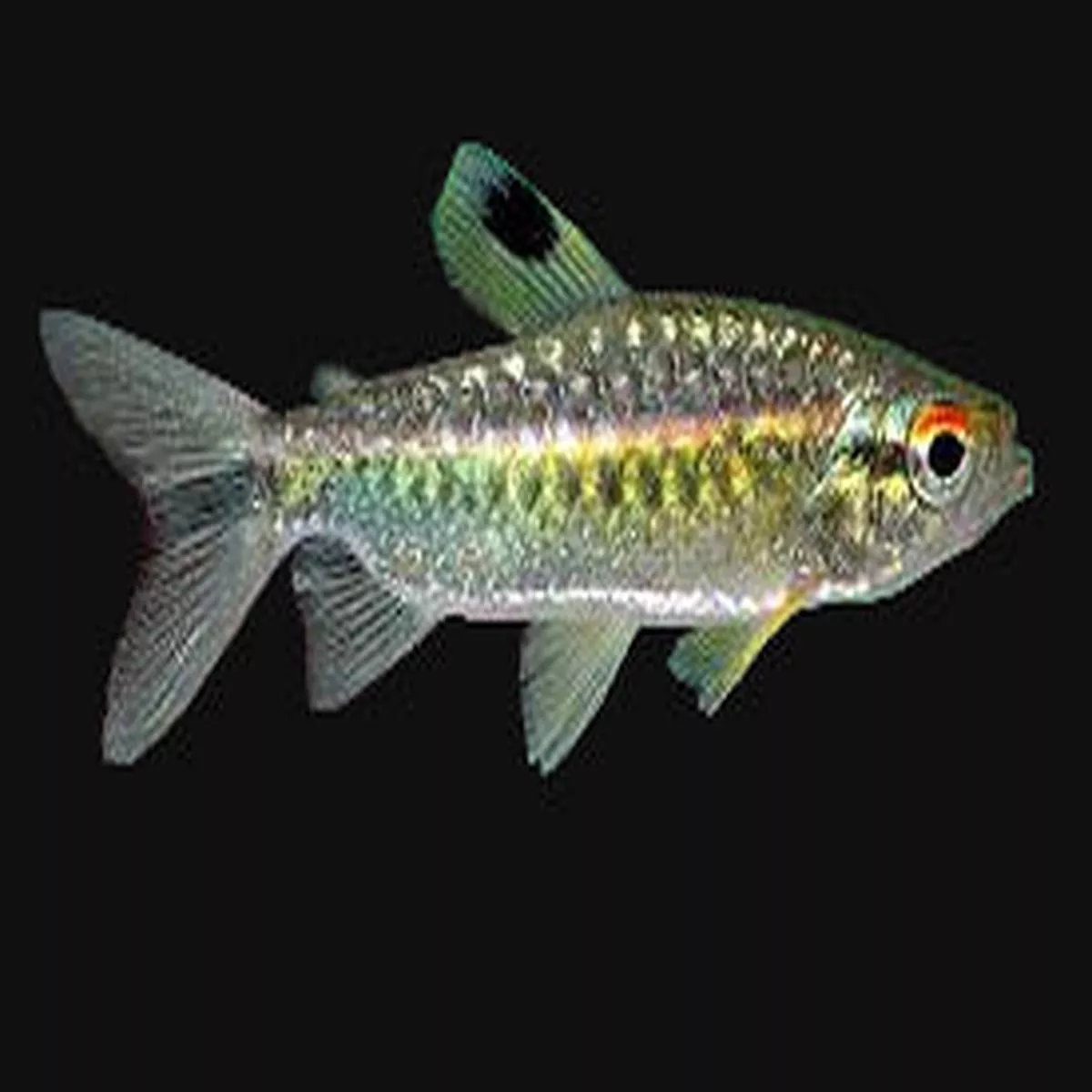 West African Red Eye Tetra