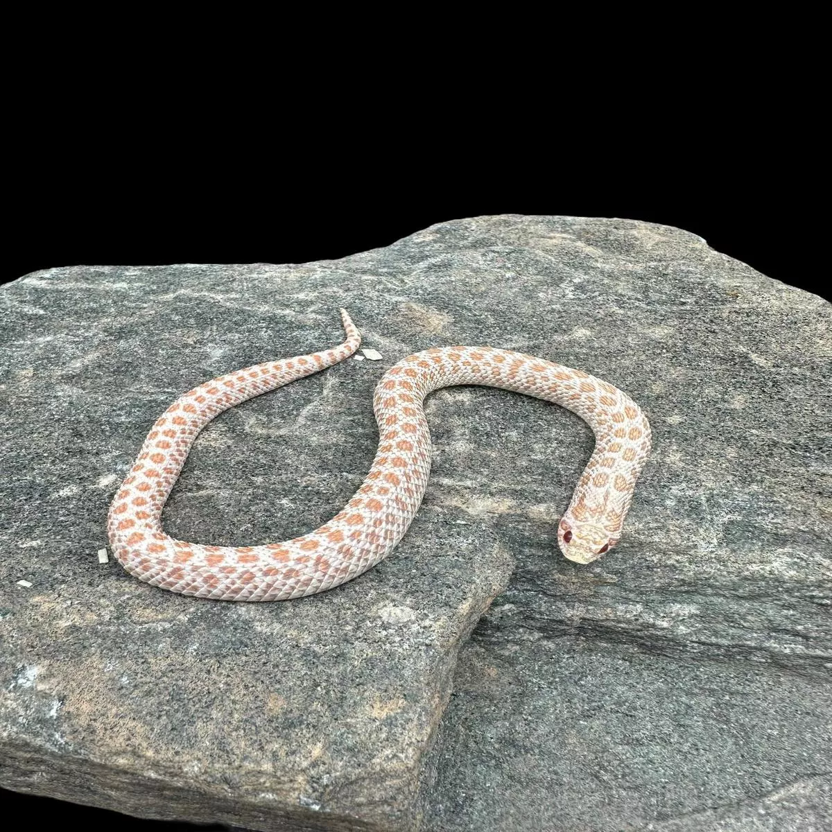Western Hognose (Albino Super Arctic)