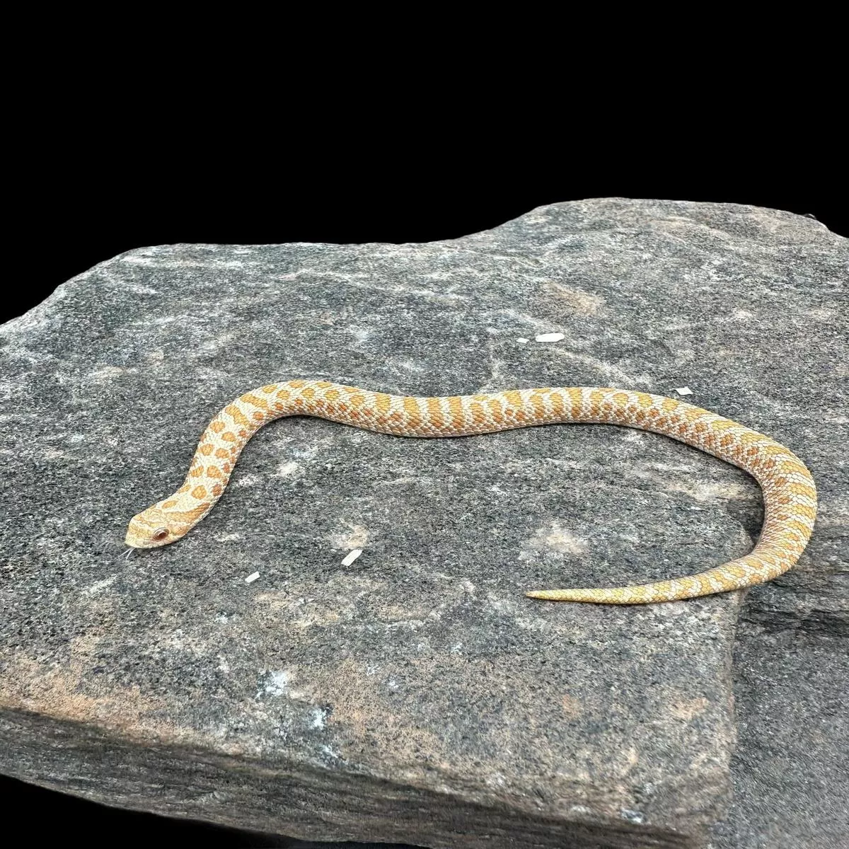 Western Hognose (Albino)