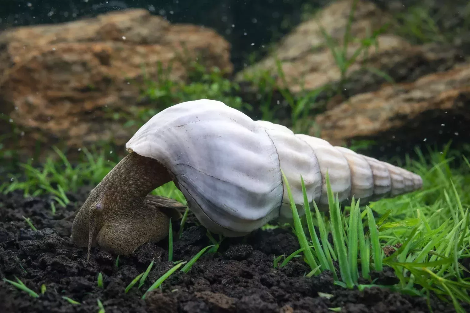 White Hercules Snail