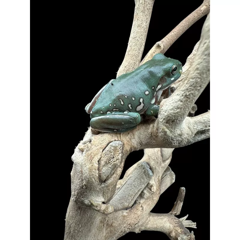 Whites Tree Frog (Snow Flake)
