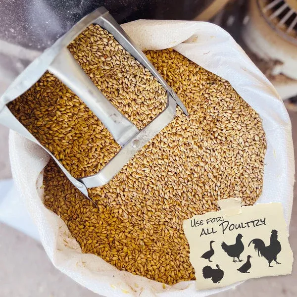 Whole Soft White Wheat