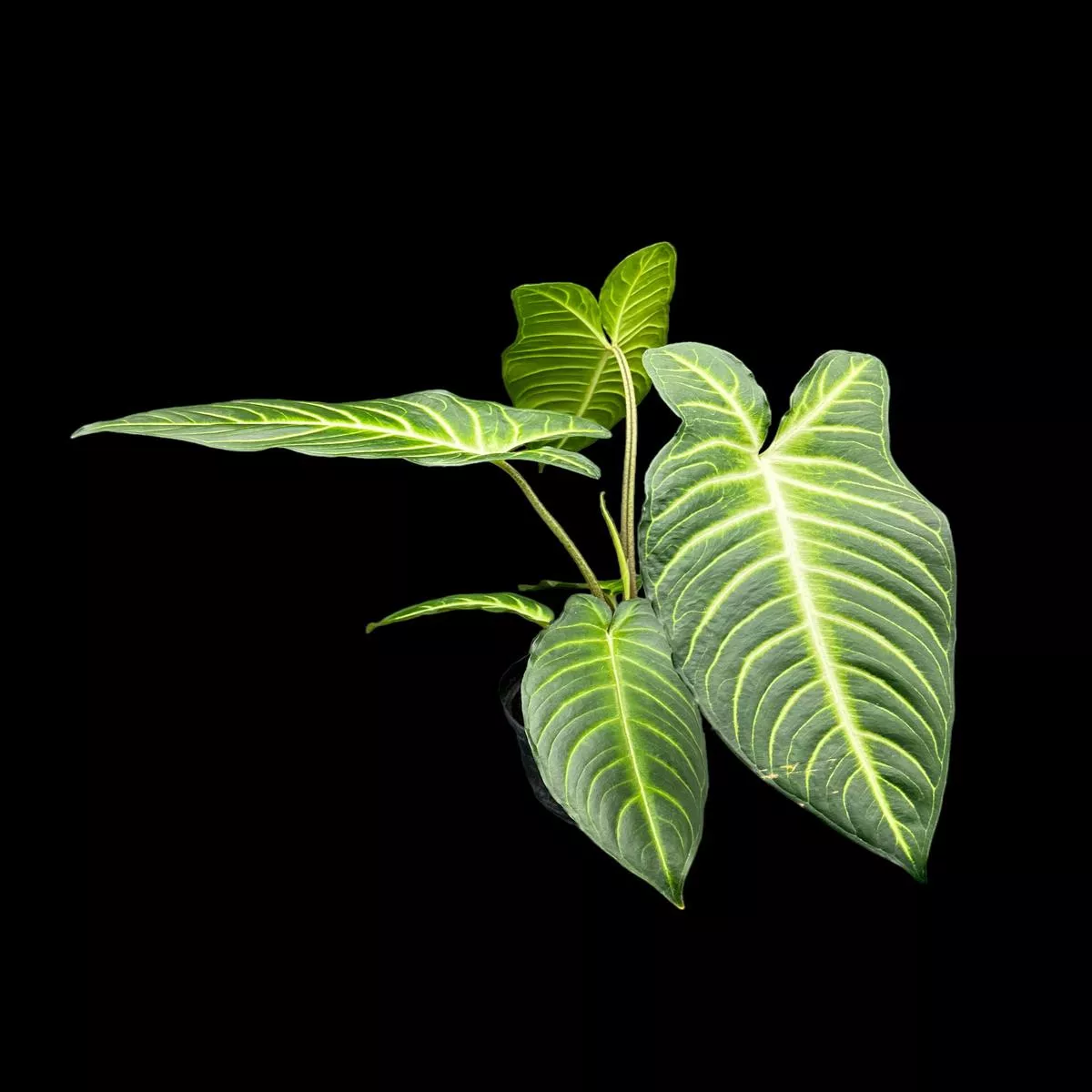 Xanthosoma lindeni