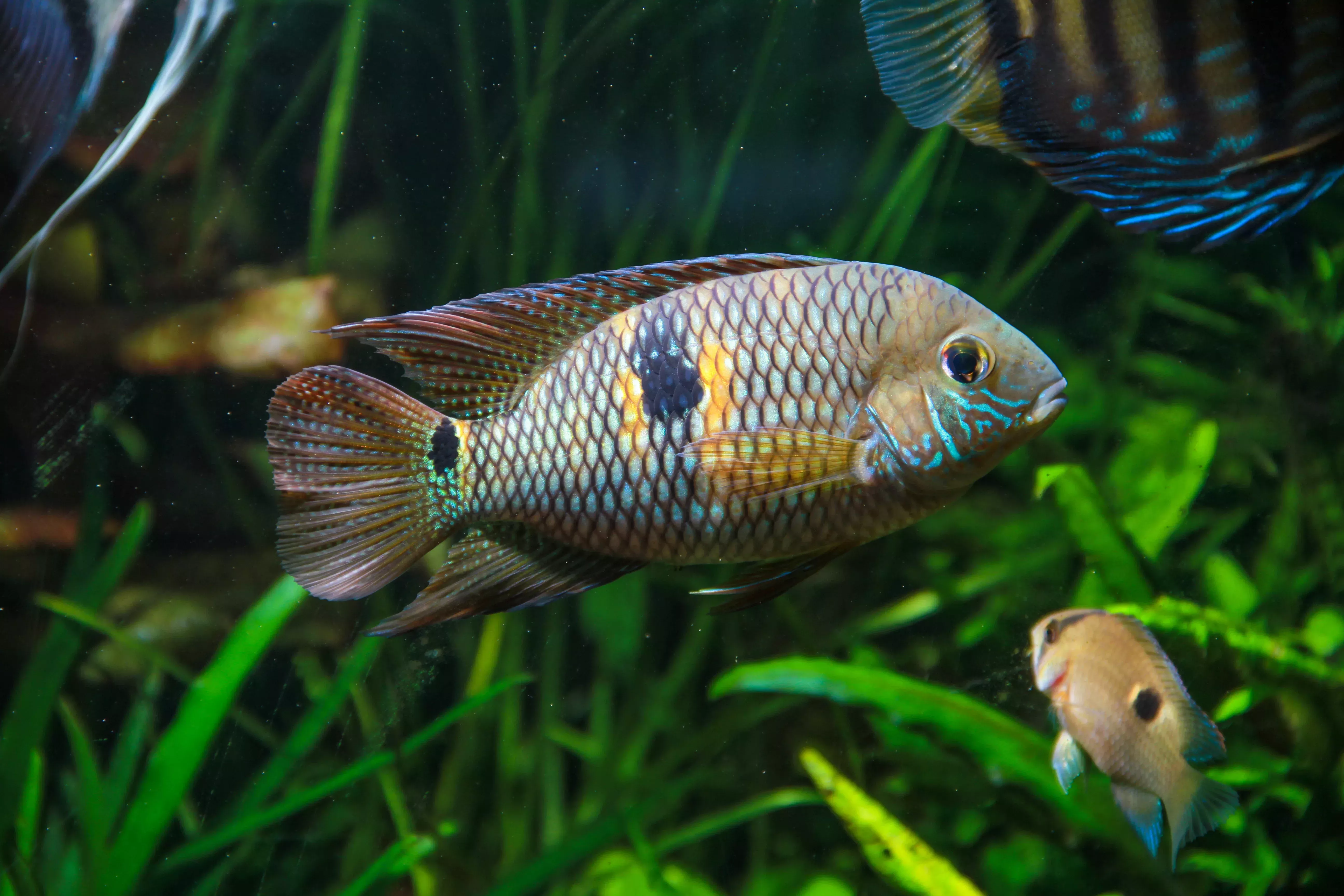 Yellow Acara- 2.5-3.5″