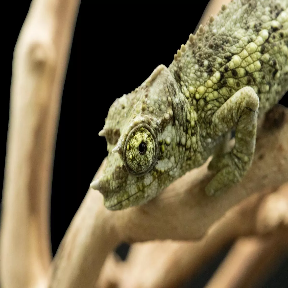 Yellow-crested Jackson’s Chameleon