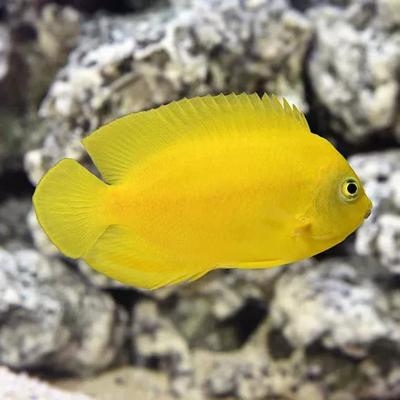 Yellow Heraldi Angelfish
