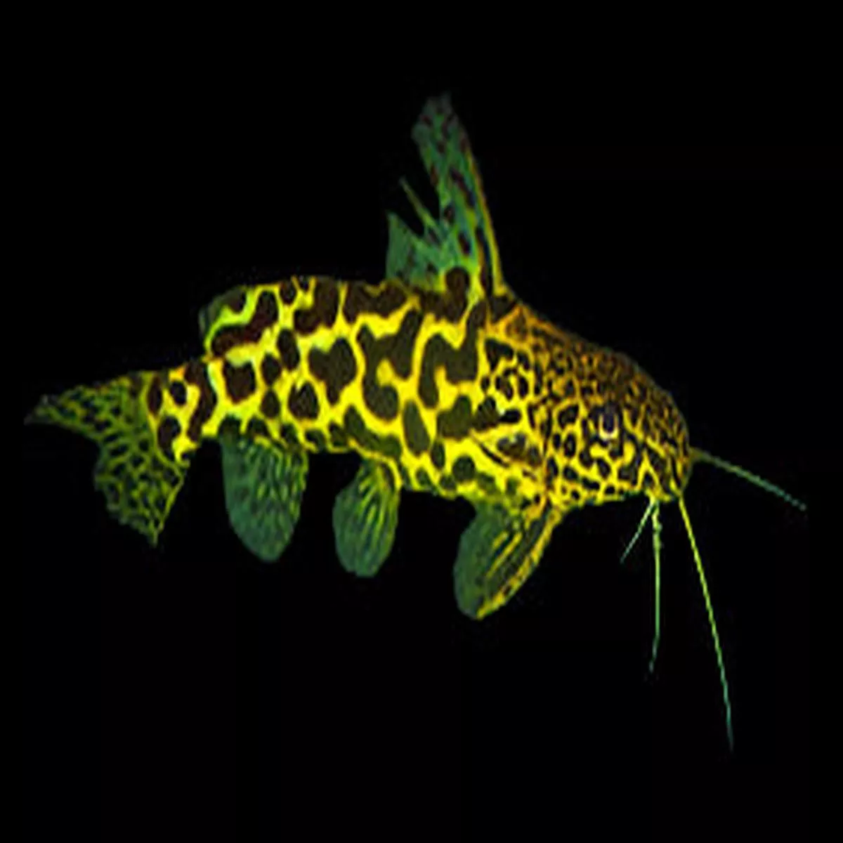 Yellow Marbled Synodontis (Synodontis schoutedeni)