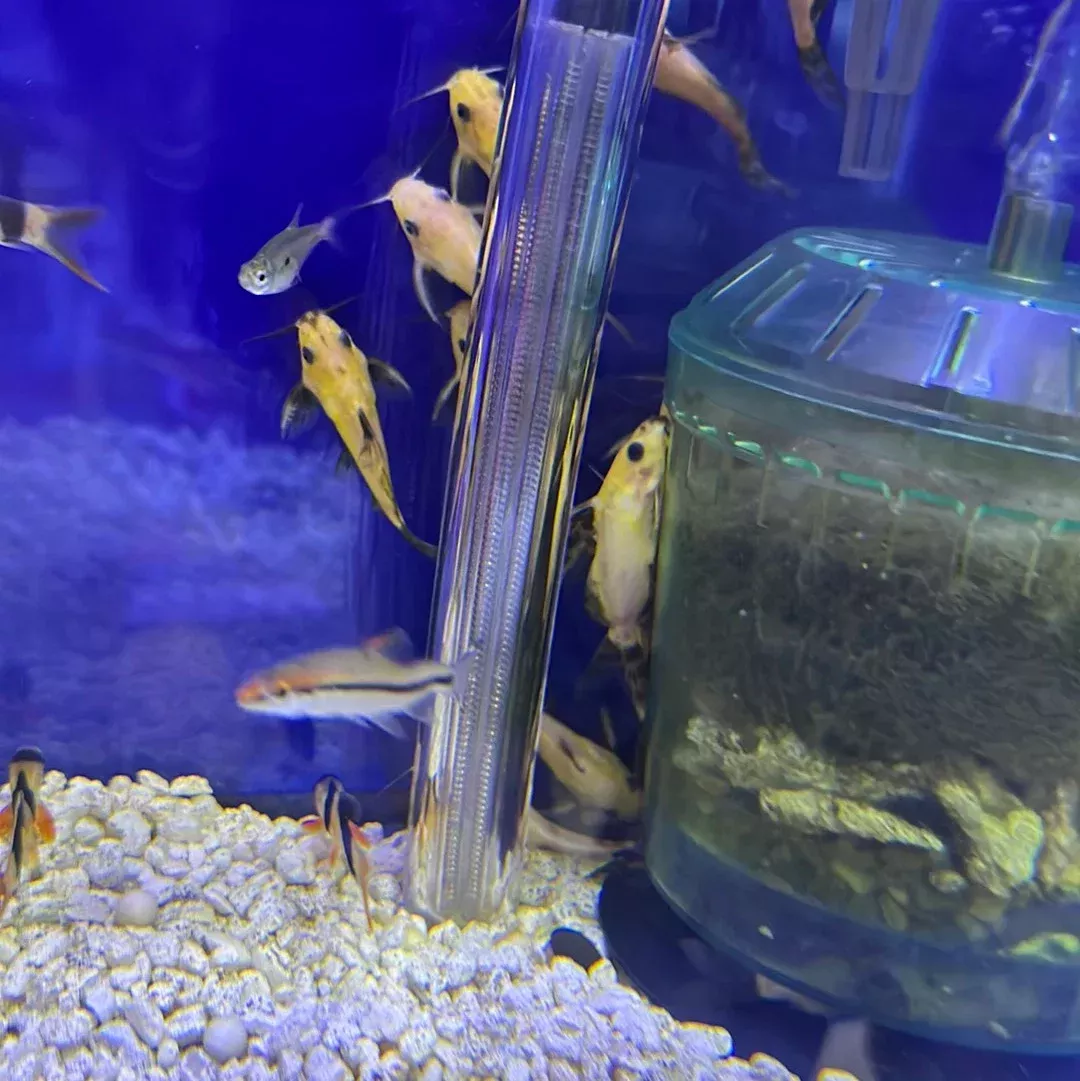 Yellow Nigrita Synodontis Catfish (Synodontis nigrita)