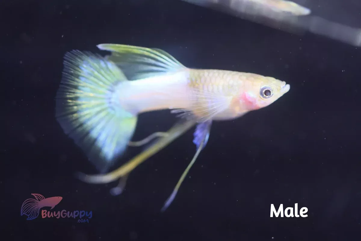 Yellow Pingu Ribbon Guppy