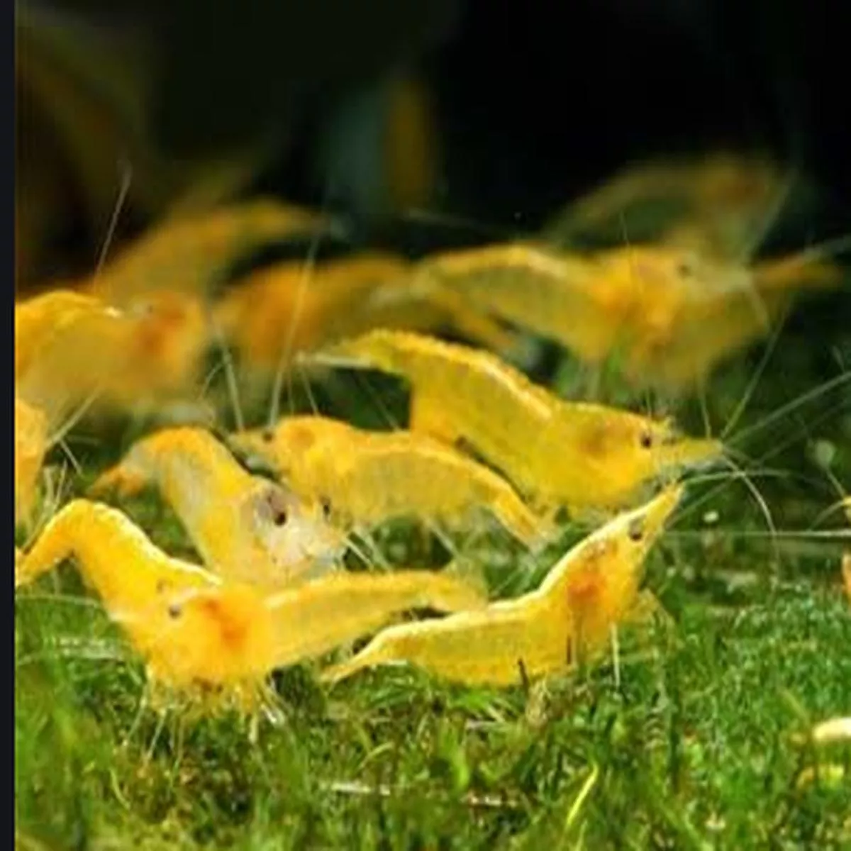 Yellow Shrimp