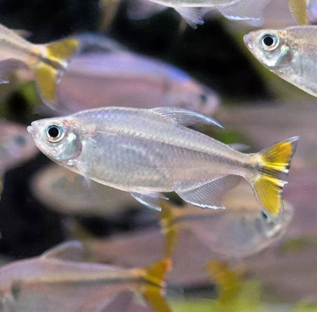Yellow Tailed Congo Tetra