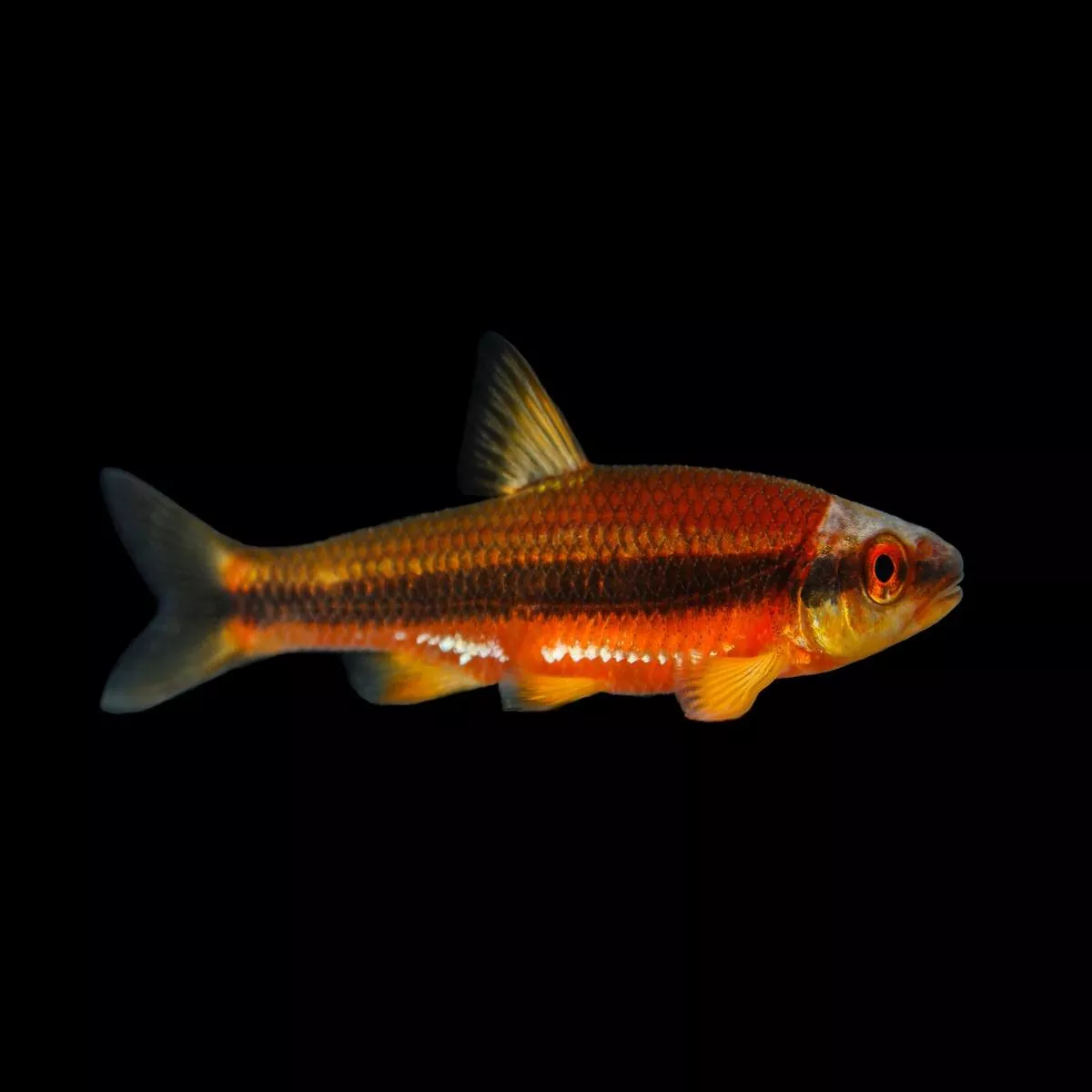 Yellowfin Shiner (RARE!)