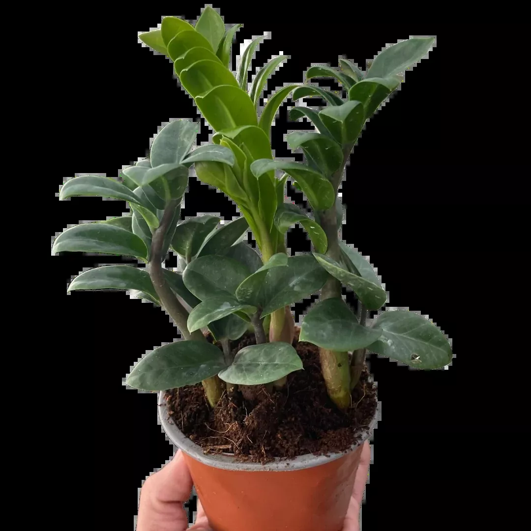 Zamioculcas zamiifolia 'Zenzi'
