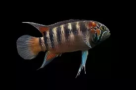 ZEBRA ACARA (Ivanacara Adoketa) *RARE*