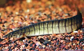 ZEBRA SPINEY EEL ( Macrognathus zebrinus)