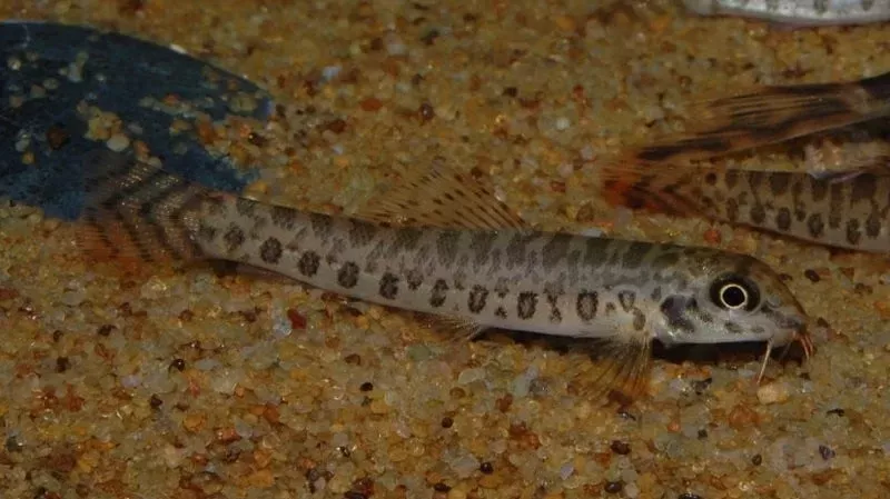 ZIPPER LOACH (Acanthocobitis botia)