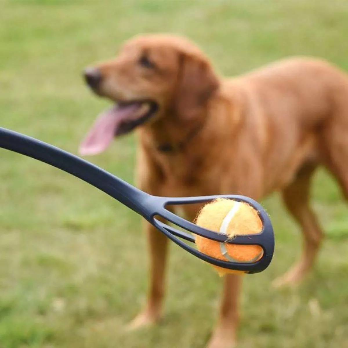 Zoon Ball Launcher