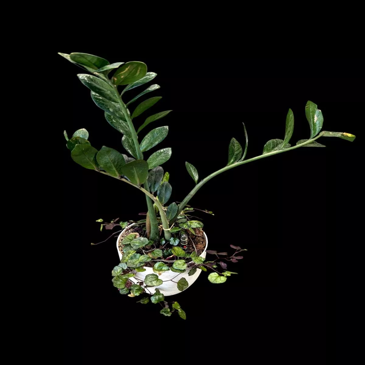 ZZ Plant in self-watering pot